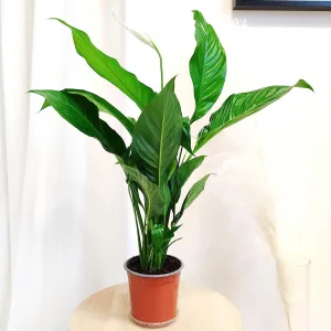 Skrzydłokwiat (Spathiphyllum 'Sweet Silvio') 65cm