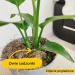 Strelicja biała (Strelitzia nicolai) 30cm