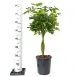 Szeflera drzewkowata (Schefflera arbolicora 'Gold Capella') 80cm