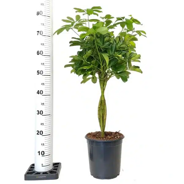 Szeflera drzewkowata (Schefflera arbolicora 'Gold Capella') 80cm