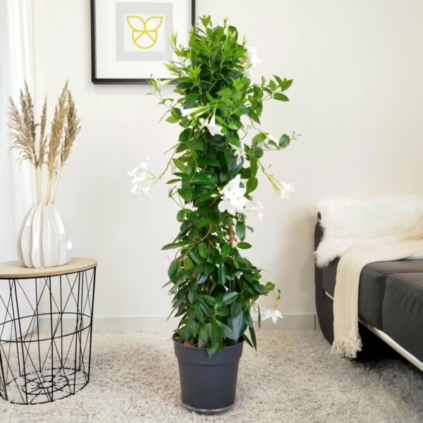 Sandewilla (Mandevilla Sundevil White) biała 115-125cm