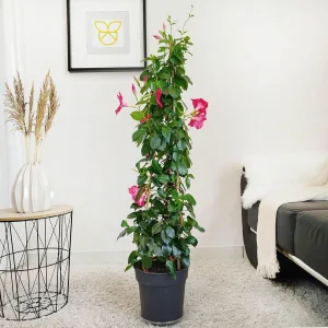 Sandewilla (Mandevilla Sundevil Pink) ciemnoróżowa 120cm