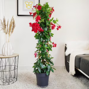 Sandewilla (Mandevilla Sundevil Red) czerwona 115-125cm