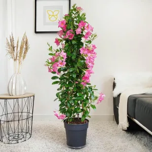 Sandewilla (Mandevilla Sundevil Pink) różowa 120cm