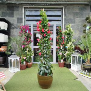 Sandewilla (Mandevilla 'SumStar Red') czerwona 180-190cm