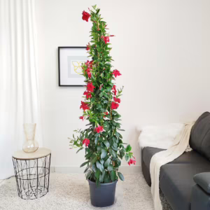 Sandewilla (Mandevilla 'SumStar Red') czerwona 180-190cm