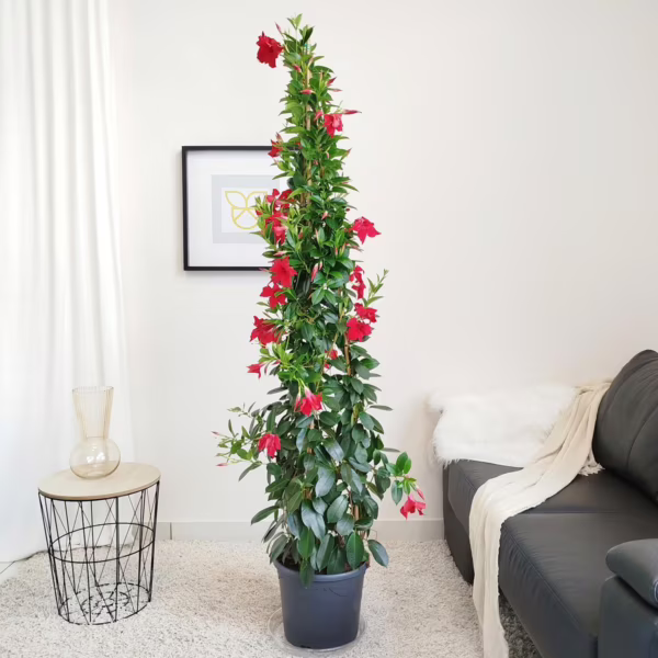 Sandewilla (Mandevilla 'SumStar Red') czerwona 180cm