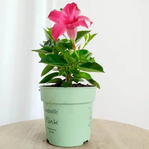 Sandewilla (Mandevilla Sundavil Pink) różowa 25cm