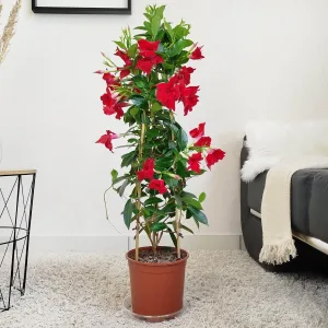 Sandewilla (Mandevilla Sundevil Red) czerwona 100cm