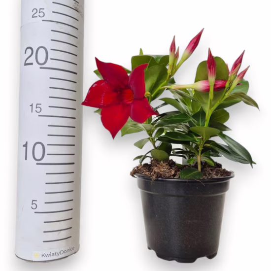 Sandevilla Mandewilla Dipladenia