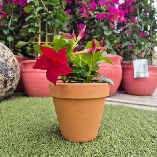 Sandevilla Mandewilla Dipladenia