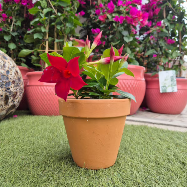 Sandewilla (Mandevilla Sundevil Red') czerwona 20cm