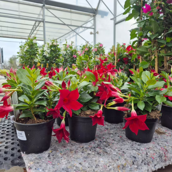 Sandevilla Mandewilla Dipladenia