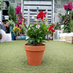 Sandewilla (Mandevilla Sundevil Red') czerwona 25-30cm