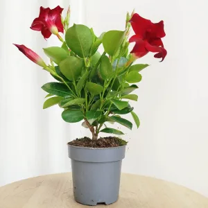 Sandewilla (Mandevilla Sundevil Red') czerwona 30cm