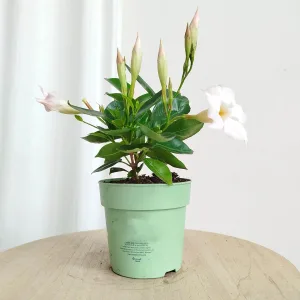 Sandewilla (Mandevilla Sundevil White') biała 25cm