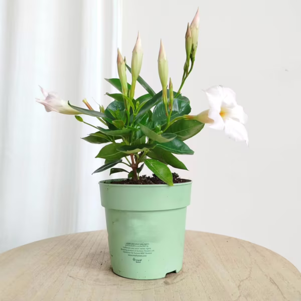 Sandewilla (Mandevilla Sundevil White') biała 25-30cm