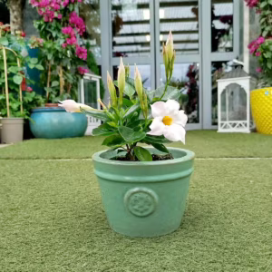 Sandewilla (Mandevilla Sundevil White') biała 25-30cm