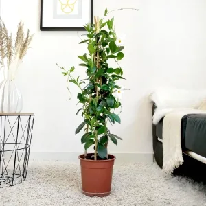 Sandewilla (Mandevilla 'White') biała 100cm