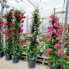 Sandewilla (Mandevilla) biała 180-190cm