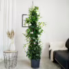 Sandewilla (Mandevilla) biała 180-190cm