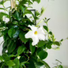 Sandewilla (Mandevilla) biała 180-190cm
