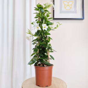 Sandewilla (Mandevilla 'SumStar White') biała 75-90cm