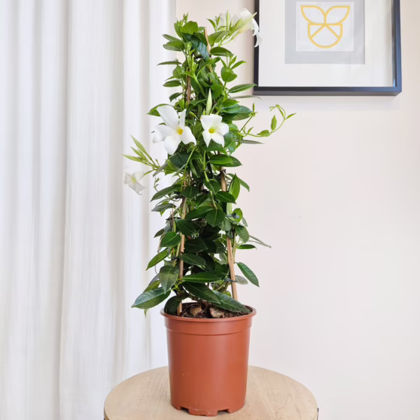 Sandewilla (Mandevilla 'SumStar White') biała 75cm