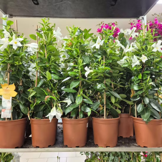 Sandewilla Mandevilla