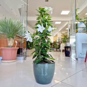 Sandewilla (Mandevilla 'SumStar White') biała 75-90cm