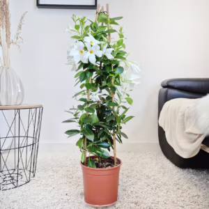 Sandewilla (Mandevilla 'White') biała 90-100cm