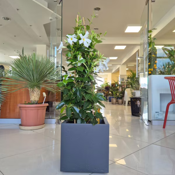 Sandewilla (Mandevilla 'White') biała 90-100cm