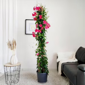 Sandewilla (Mandevilla) ciemnoróżowa 175-185cm
