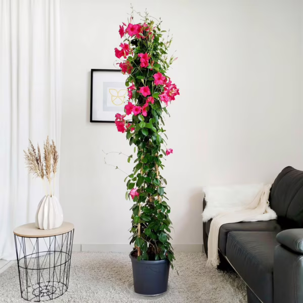 Sandewilla (Mandevilla) ciemnoróżowa 175-185cm