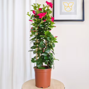 Sandewilla (Mandevilla 'Sundavil Pretty Rose') ciemnoróżowa 70-80cm