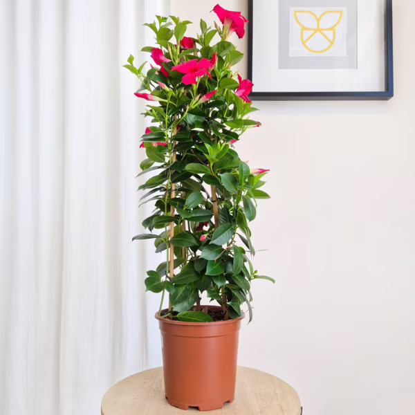 Sandewilla (Mandevilla 'Sundavil Pretty Rose') ciemnoróżowa 75cm