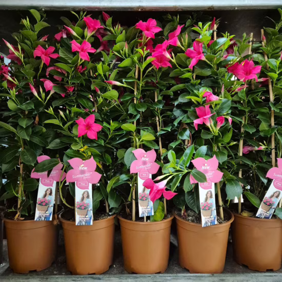 Sandewilla Mandevilla