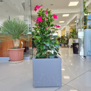 Sandewilla (Mandevilla 'Sundavil Pretty Rose') ciemnoróżowa 70-80cm