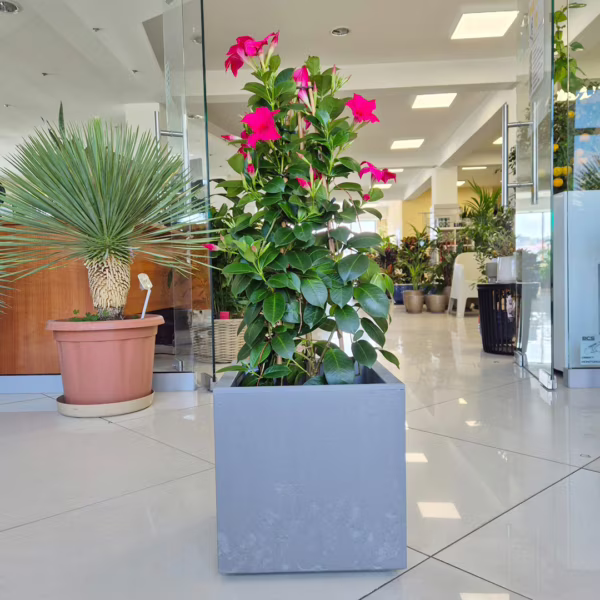 Sandewilla (Mandevilla 'Sundavil Pretty Rose') ciemnoróżowa 75cm