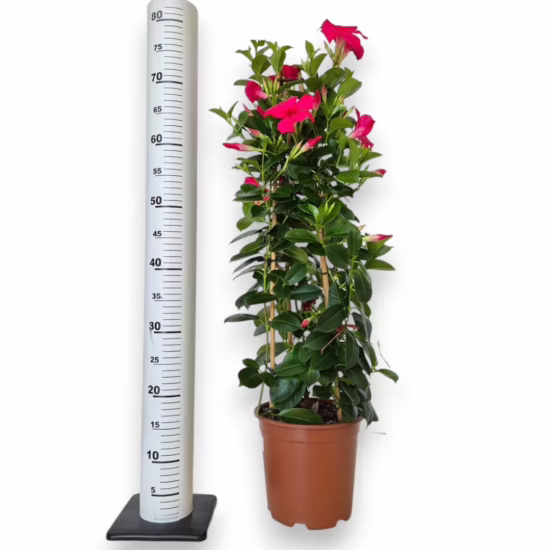 Sandewilla Mandevilla