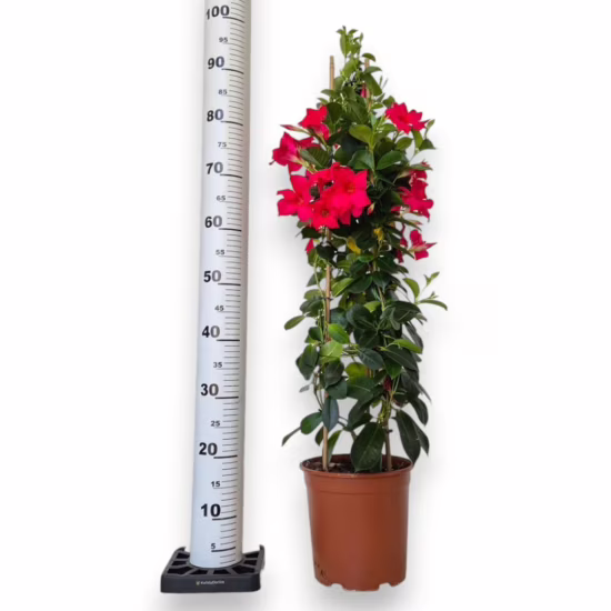 Sandewilla Mandevilla ciemnoróżowa 95cm