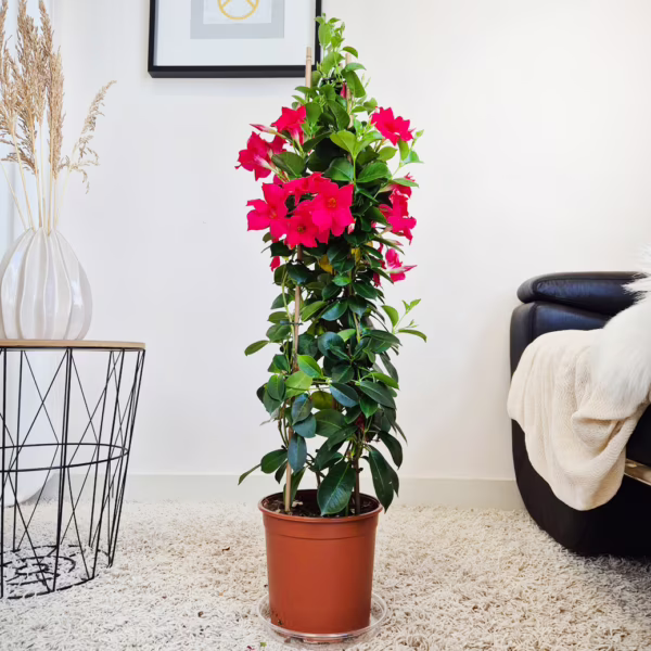 Sandewilla (Sundavilla Pink) ciemnoróżowa 95cm