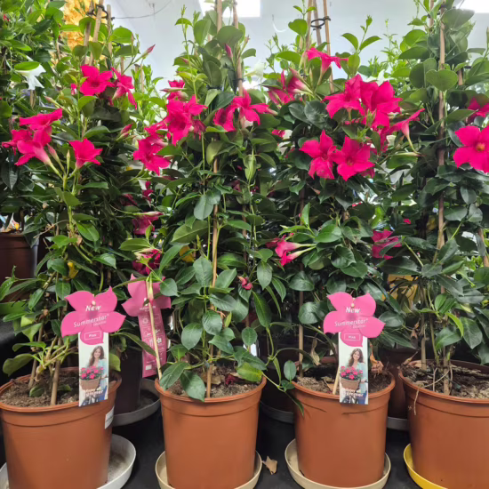 Sandewilla Mandevilla ciemnoróżowa 95cm