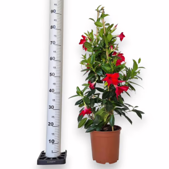 Sandewila mandewilla czerwona