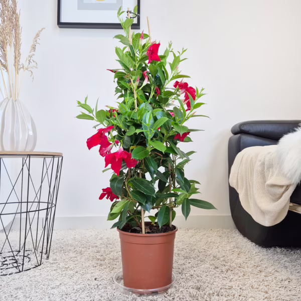 Sandewilla (Sundaville Red) czerwona 95cm