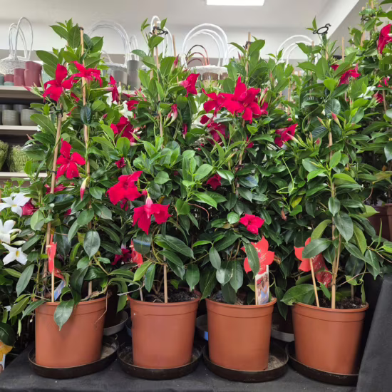 Sandewila mandewilla czerwona