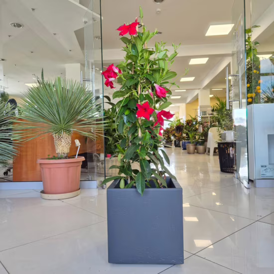 Sandewila mandewilla czerwona