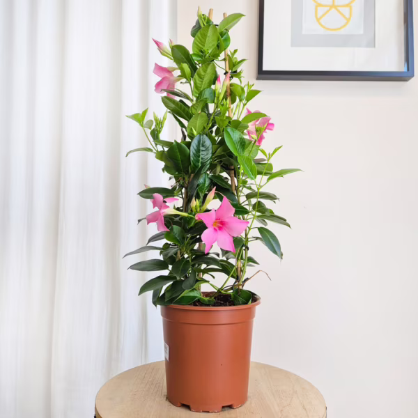 Sandewilla (Mandevilla 'Pink') jasnoróżowa 70cm