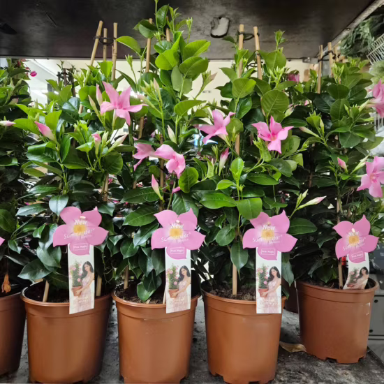 Sandewilla Mandevilla