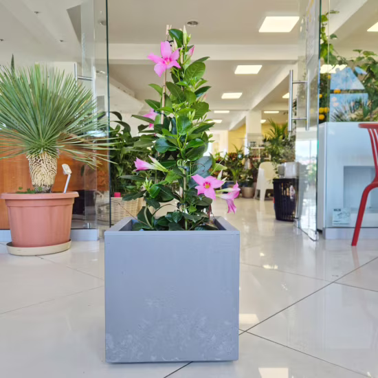 Sandewilla Mandevilla